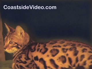 video link - Fly the KittyCopter