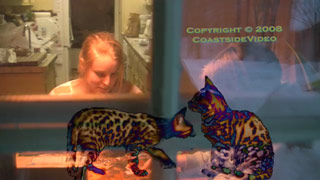 video link - Puzzled bengals