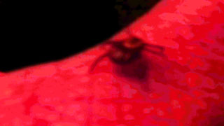 video link - Ticktick - a monster movie